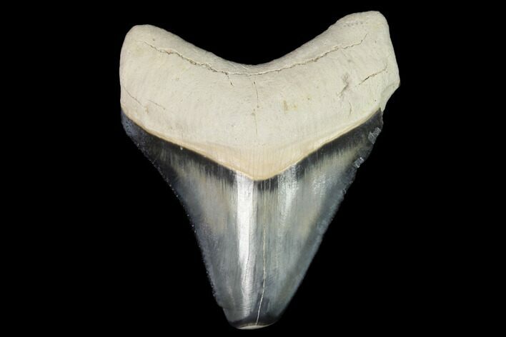 Serrated, Fossil Megalodon Tooth - Florida #122560